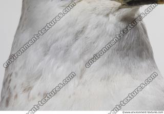 animal skin feathers seagull 0003
